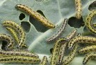 Tawongagarden-pests-and-diseases-6.jpg; ?>